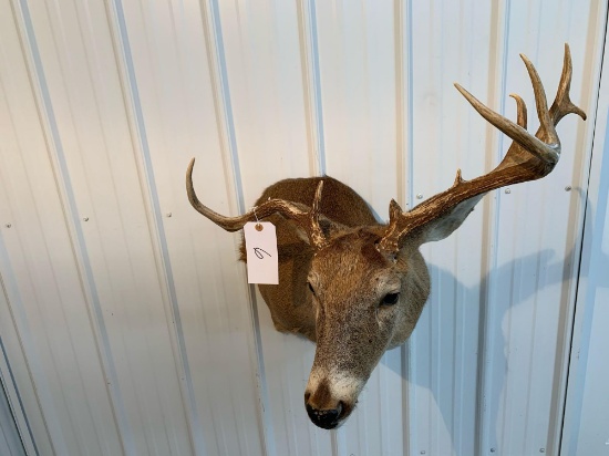 Whitetail shoulder mount