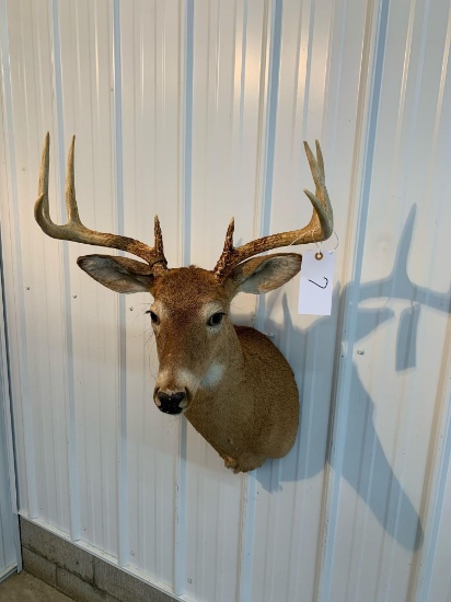 Whitetail shoulder mount