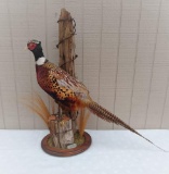 Standing Pheasant
