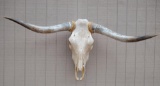 Texas long horn