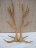 Red Stag antlers