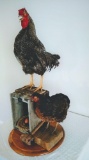 Rooster and Hen