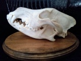 Skull