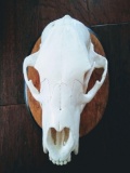 Bear Skull