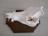Boar skull