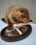Large Beaver