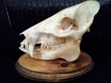 Javelina skull