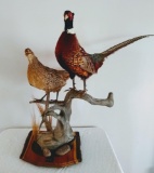 Ring Neck Pheasant