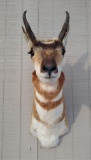 Prong horn Antelope