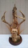 8 point Whitetail rack on fence post