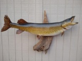 Large trophy northern pike
