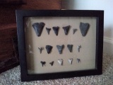 15 shark teeth