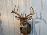 Whitetail shoulder mount