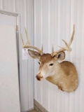 Whitetail Shoulder Mount