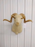 Barbaroosa Ram