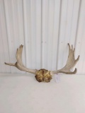 Moose Antlers