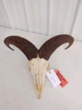 Aoudad Horns