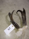 Antelope Horns