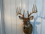 Whitetail shoulder mount