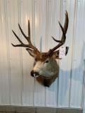 Mule deer shoulder mount