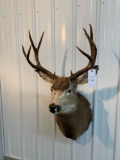 Mule deer shoulder mount