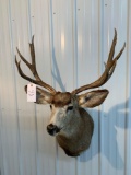 Mule deer shoulder mount