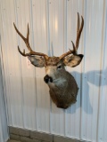 Mule deer shoulder mount