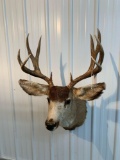 Mule deer shoulder mount