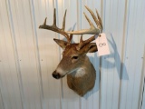 Whitetail shoulder mount