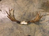 Moose antlers