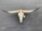 Long horn steer
