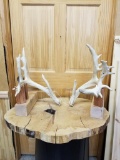 Whitetail sheds