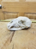 Bear skull