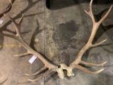 Elk antlers with skull