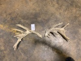 Whitetail antlers