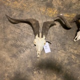Ram with skull