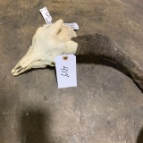 Ram with skull