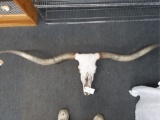 Long horn skull and horns