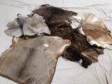 Animal Hide and Rugs
