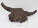 Fossil buffalo skull