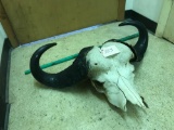 Cape buffalo horns