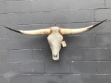 Long horn steer