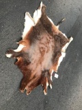 Very Nice tanned African Blesbok hide 58? long x 36@ wide