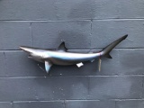 New Repro Sand Shark fish Mount 27? long