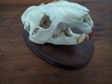 Beaver skull