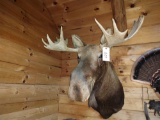 Moose Shoulder Mount