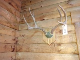 Mule Deer with skull
