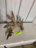 Whitetail Shed