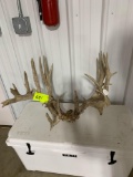 Whitetail with skull plate