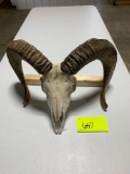 Ram horns